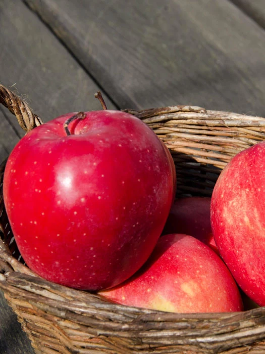 Apfel Gloster 1 Apfel Gloster