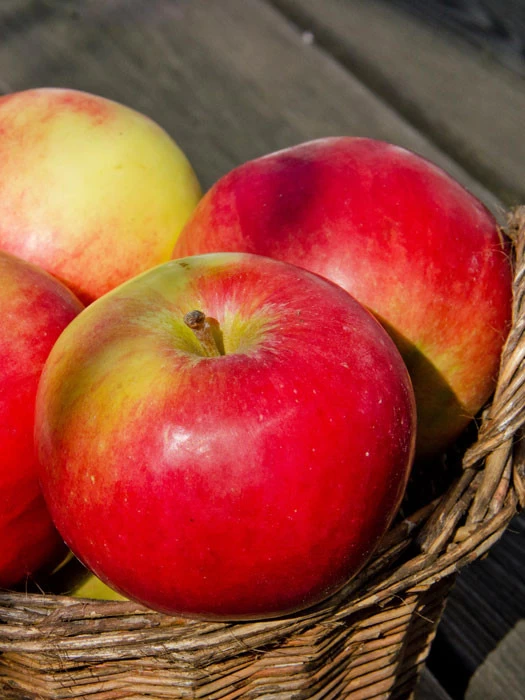 Apfel Idared 1 Apfel Idared