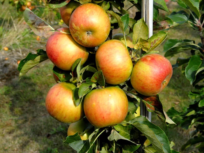 Säulenapfel 'Rondo' ®, Malus Domestica 'Rondo' 2 Säulenapfel 'Rondo' ®, Malus Domestica 'Rondo' – Bild 2