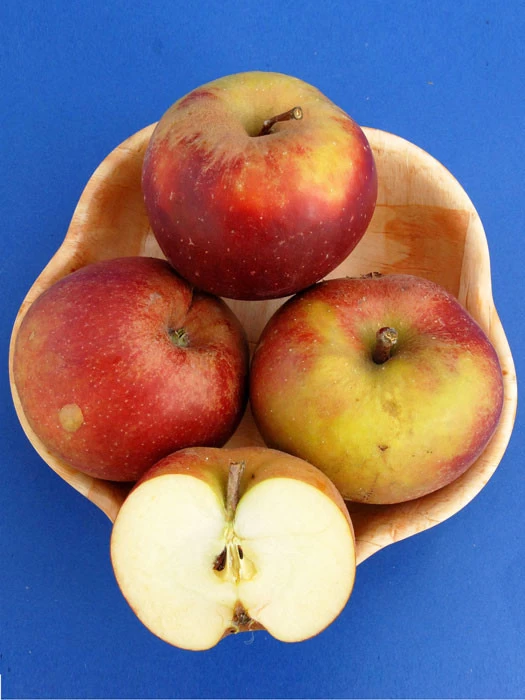 Apfel Roter Boskoop 1 Apfel Roter Boskoop