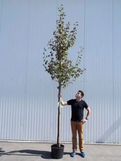 Malus Sargentii 'Rudolph', Zierapfel - Hochstamm -Gartengrün -Pflanze malus rudolph hochstamm 1280x1280