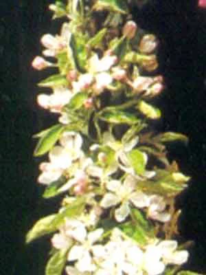 Säulenapfel 'Greencats' ® 2 Säulenapfel 'Greencats' ® – Bild 2