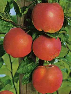 Apfel Mantet 1 Apfel Mantet