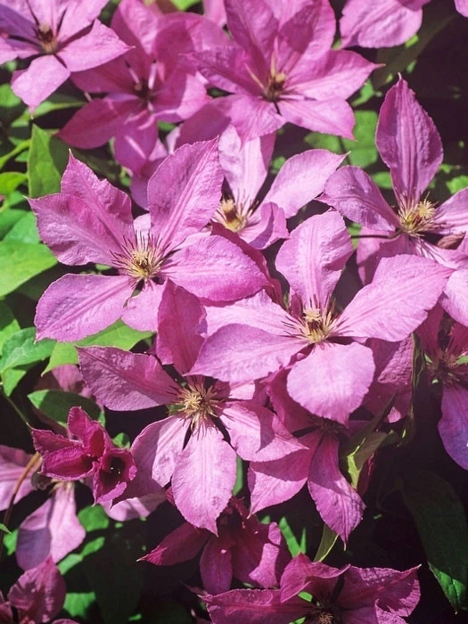 Clematis 'Margret Hunt' 1 Clematis 'Margret Hunt'