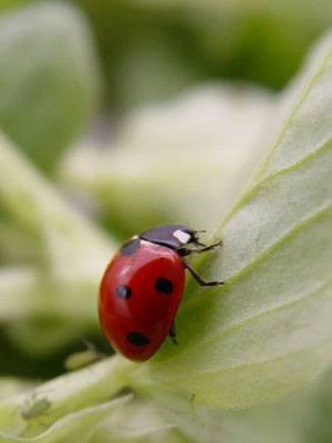 7-Punkt-Marienkäfer (Art.Nr. KB2016) 1 7-Punkt-Marienkäfer (Art.Nr. KB2016)