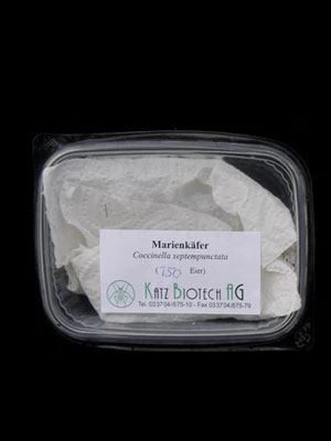 7-Punkt-Marienkäfer (Art.Nr. KB2016) 2 7-Punkt-Marienkäfer (Art.Nr. KB2016) – Bild 2