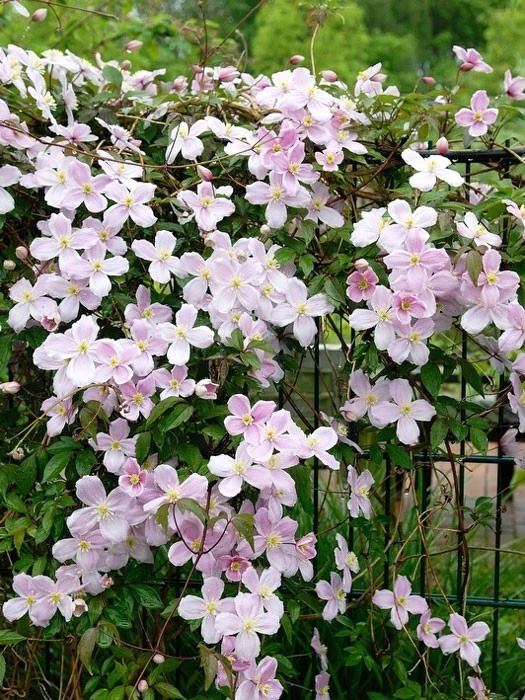 Clematis Montana 'Mayleen' 2 Clematis Montana 'Mayleen' – Bild 2