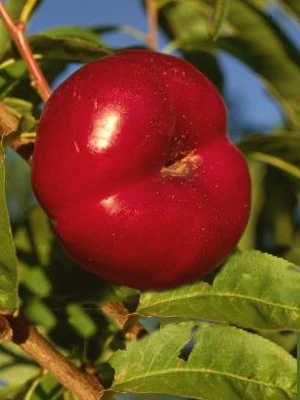 Tellernektarine 'Mesembrine' 1 Tellernektarine 'Mesembrine'