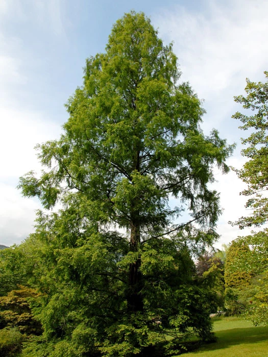Metasequoia Glyptostroboides, Urweltmammutbaum 1 Metasequoia Glyptostroboides, Urweltmammutbaum