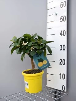Zitronenbaum 'Meyerzitrone' - Lemon Time® -Gartengrün -Pflanze meyer zitrone klein 1 1280x1280