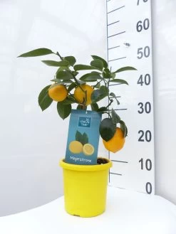 Zitronenbaum 'Meyerzitrone' - Lemon Time® -Gartengrün -Pflanze meyer zitrone mittel 1 1280x1280