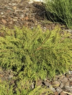 Microbiota Decussata, Fächer-Wacholder