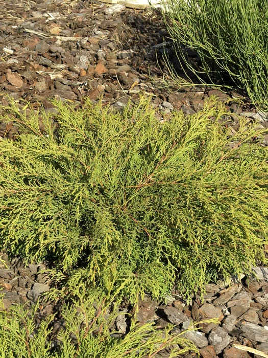 Microbiota Decussata, Fächer-Wacholder 1 Microbiota Decussata, Fächer-Wacholder