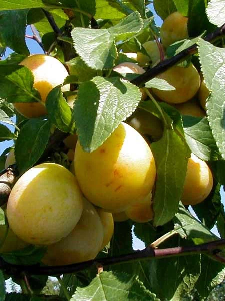 Mirabelle Bellamira (S) 1 Mirabelle Bellamira (S)