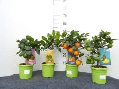 Limettenbaum 'Kaffir-Limette' - Lime Time® 11 Limettenbaum 'Kaffir-Limette' - Lime Time® -Gartengrün -Pflanze mix limetten sorten 1280x1280