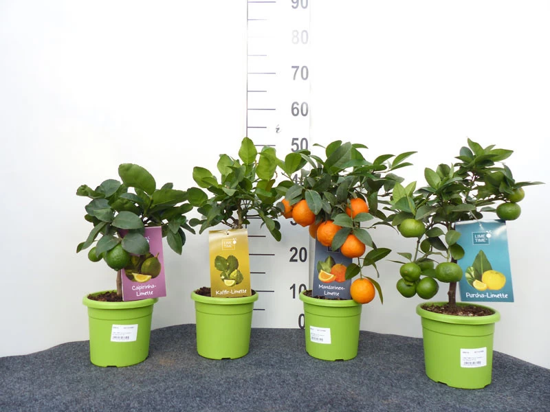 Limettenbaum 'Kaffir-Limette' - Lime Time® 6 Limettenbaum 'Kaffir-Limette' - Lime Time® – Bild 6