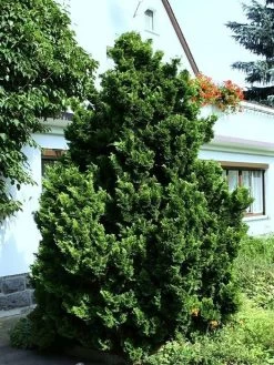 Chamaecyparis Obtusa 'Nana Gracilis', Kleine Muschelzypresse