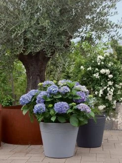 Pflanzkübel Napoli 5 Pflanzkübel Napoli -Gartengrün -Pflanze napoli stimmung 1280x1280