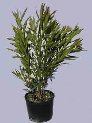 Nerium Oleander, Oleander 2 Nerium Oleander, Oleander – Bild 2