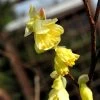Corylopsis Pauciflora, Niedrige Scheinhasel