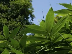 Sasa Palmata 'Nebulosa', Niedriger Großblattbambus 7 Sasa Palmata 'Nebulosa', Niedriger Großblattbambus -Gartengrün -Pflanze niedriger grossblattbambus 1280x1280