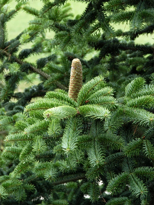 Abies Nordmanniana, Nordmanntanne 2 Abies Nordmanniana, Nordmanntanne – Bild 2