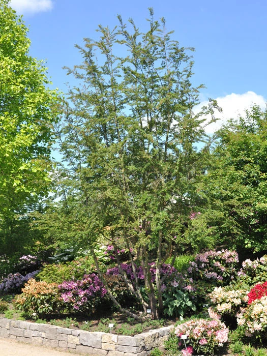 Nothofagus Antarctica, Scheinbuche 1 Nothofagus Antarctica, Scheinbuche