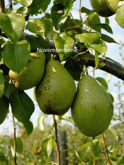 Familien-Birnbaum - Williams+Conference+Gute Luise+Nojabrskaja 9 Familien-Birnbaum - Williams+Conference+Gute Luise+Nojabrskaja -Gartengrün -Pflanze novemberbirne frucht jpg 1280x1280