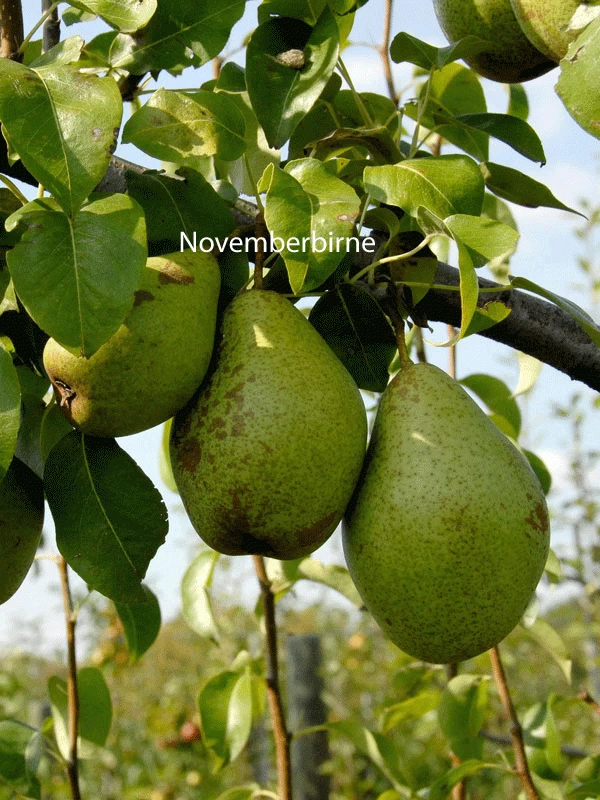 Familien-Birnbaum - Williams+Conference+Gute Luise+Nojabrskaja 5 Familien-Birnbaum - Williams+Conference+Gute Luise+Nojabrskaja – Bild 5