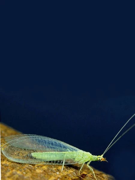 Florfliege (Art.Nr. KB4070) 2 Florfliege (Art.Nr. KB4070) – Bild 2