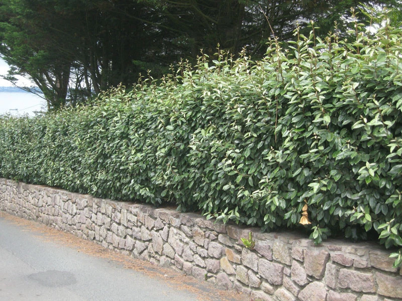 Elaeagnus Ebbingei, Wintergrüne Ölweide 2 Elaeagnus Ebbingei, Wintergrüne Ölweide – Bild 2