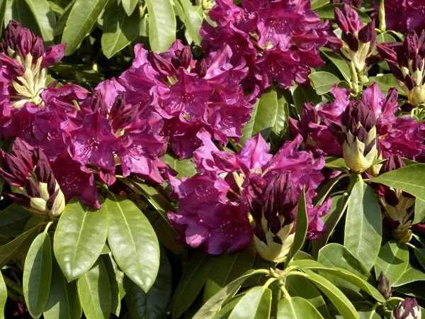 Rhododendron 'Old Port' 2 Rhododendron 'Old Port' – Bild 2