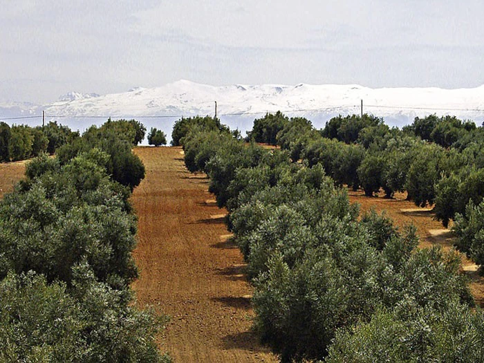 Olea Europaea, Olive 4 Olea Europaea, Olive – Bild 4