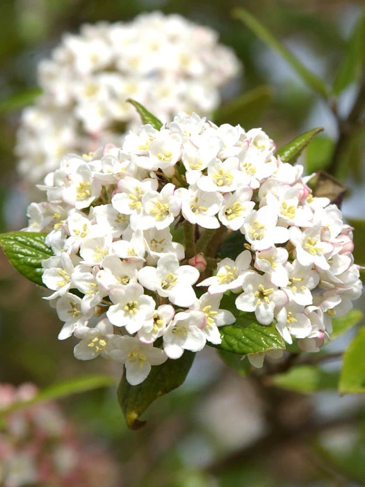Viburnum Burkwoodii, Oster-Schneeball 1 Viburnum Burkwoodii, Oster-Schneeball