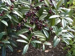 Prunus Laurocerasus 'Otto Luyken', Kirschlorbeer 5 Prunus Laurocerasus 'Otto Luyken', Kirschlorbeer -Gartengrün -Pflanze otto luyken beeren 1280x1280