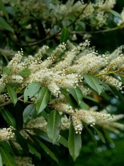 Prunus Laurocerasus 'Otto Luyken', Kirschlorbeer