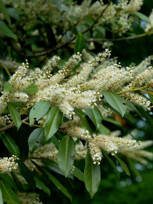 Prunus Laurocerasus 'Otto Luyken', Kirschlorbeer 1 Prunus Laurocerasus 'Otto Luyken', Kirschlorbeer