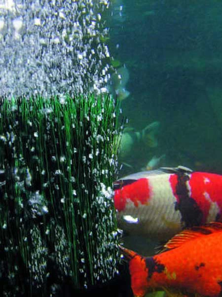 OxyTex 500 Set CWS Von OASE (Art.Nr. 57071) 2 OxyTex 500 Set CWS Von OASE (Art.Nr. 57071) – Bild 2