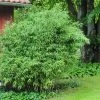Fargesia Murielae 'Panda', Schirmbambus