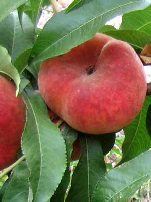 Tellerpfirsich, Plattpfirsich Paraguayo 1 Tellerpfirsich, Plattpfirsich Paraguayo