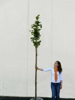 Parrotia Persica, Persischer Eisenholzbaum - Hochstamm 8 Parrotia Persica, Persischer Eisenholzbaum - Hochstamm -Gartengrün -Pflanze parrotia persica hochstamm 1280x1280