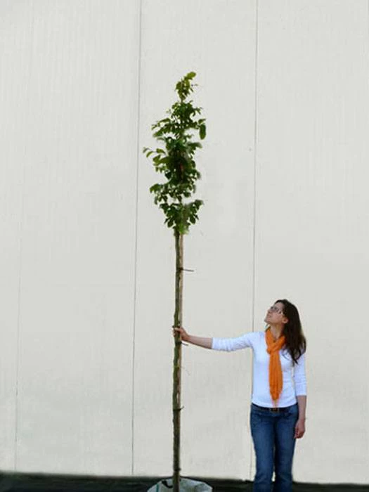 Parrotia Persica, Persischer Eisenholzbaum - Hochstamm 4 Parrotia Persica, Persischer Eisenholzbaum - Hochstamm – Bild 4