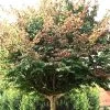 Parrotia Persica, Persischer Eisenholzbaum - Hochstamm