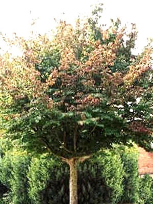 Parrotia Persica, Persischer Eisenholzbaum - Hochstamm 1 Parrotia Persica, Persischer Eisenholzbaum - Hochstamm
