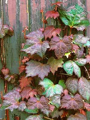 Parthenocissus Tricuspidata 'Veitchii Purpurea', Selbstklimmender Wilder Wein, Rotlaubig 2 Parthenocissus Tricuspidata 'Veitchii Purpurea', Selbstklimmender Wilder Wein, Rotlaubig – Bild 2