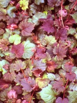 Parthenocissus Tricuspidata 'Veitchii Purpurea', Selbstklimmender Wilder Wein, Rotlaubig