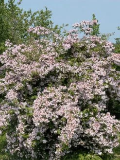 Kolkwitzia Amabilis, Kolkwitzie, Perlmuttstrauch