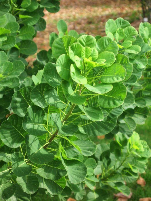 Cotinus Coggygria 'Young Lady'® 1 Cotinus Coggygria 'Young Lady'®