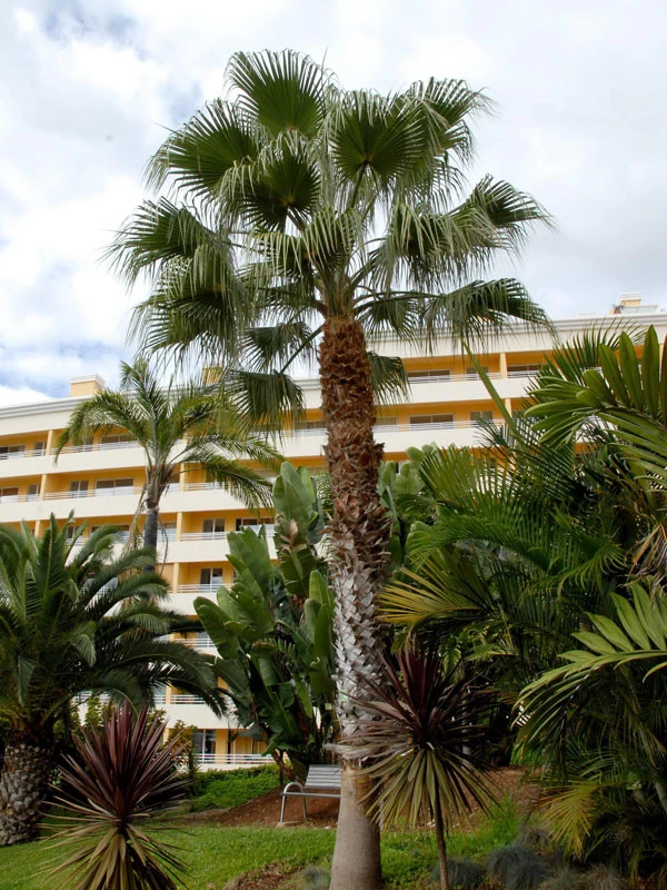 Washingtonia Robusta, Petticoatpalme 1 Washingtonia Robusta, Petticoatpalme