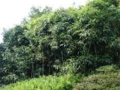 Pseudosasa Japonica, Pfeil-Bambus 6 Pseudosasa Japonica, Pfeil-Bambus -Gartengrün -Pflanze pfeilbambus55599d9ea7d6f 1280x1280